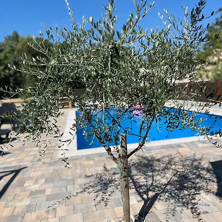 Olive * Čitluk