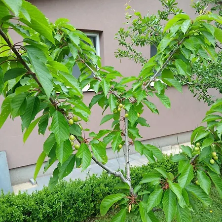 Сasa de vacaciones Olive Čitluk